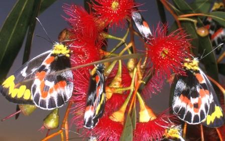 Australia's Biodiversity