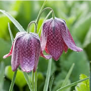 Bulbs Spring Flowering