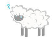 confused sheep