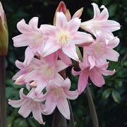 Autumn Flowering Bulbs