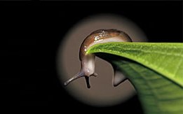 Get Rid Of Slugs