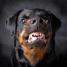 Snarling Rottweiler